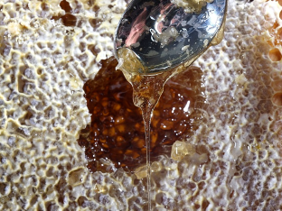 raw honey comb